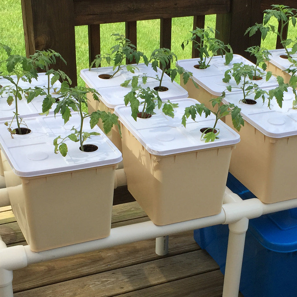 How to Build a Hydroponic Dutch Bato Bucket System